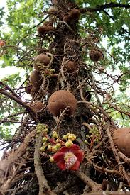Thus far, it has not been possible to naturalize this species of plant outside the amazon rain forests. 26 Best Nuts Brazil Ideas Brazil Nuts Nuts Brazil