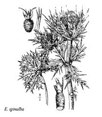 Sp. Eryngium spinalba - florae.it