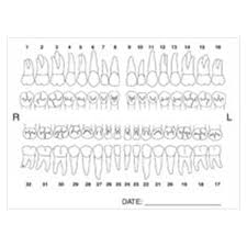 Tooth Anatomy Chart Labels 100 Pk