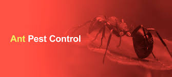 ant pest control extermination