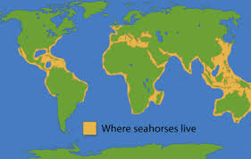 seahorse facts for kids national