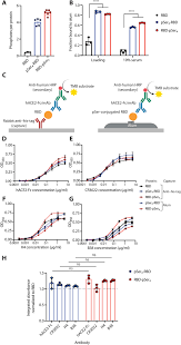 Phosphate-mediated coanchoring of RBD immunogens and molecular adjuvants to  alum potentiates humoral immunity against SARS-CoV-2 | Science Advances