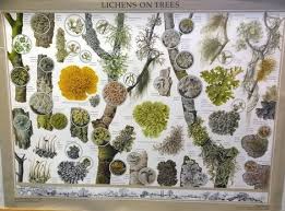 Lichens On Trees Wall Chart 9 00 Woodland And Trees
