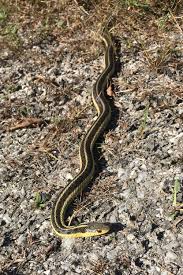 Garter snakes are small, attractive and inexpensive. Garter Snakes In Your Garden The Charlotte News