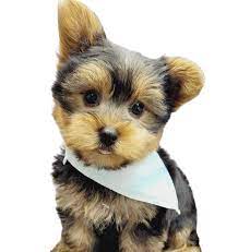 yorkie puppies in maryland
