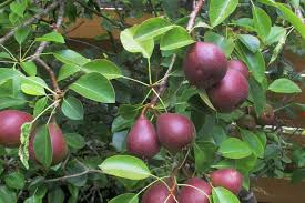 Order online and enjoy delivery australia wide. Planning And Planting The Perfect Backyard Orchard Stuff Co Nz