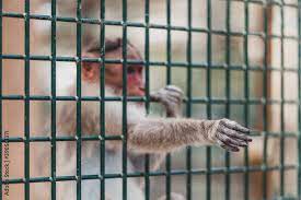 sad monkey in the zoo reaching out
