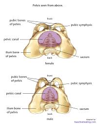 pelvic floor muscles base keep it simple