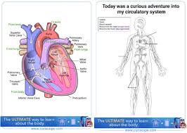 The circulatory system is made up the heart, blood vessels, and blood. Learning At Home With Curiscope The Circulatory System Curiscope Us Worldwide