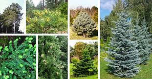 28 Types Of Evergreen Trees You Should