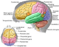 Image result for BRAIN INJURIES