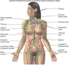 The Lymphatic System A Critical Factor In Female Hormonal
