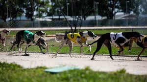 In The Spiritual Home Of Greyhound Racing As The Sport Dies