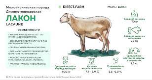 Лакон - порода овец