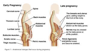 back pain during pregnancy back in action