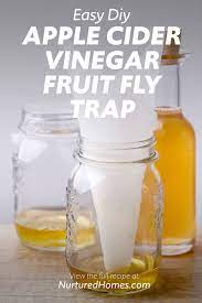 diy apple cider vinegar fruit fly trap