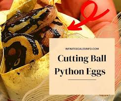 ball python egg