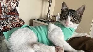 Allow your cat to heal in comfort and dignity with the suitical recovery suit for cats. Superior Post Surgical Feline Canine Appliance Or Dump The Cone 6 Steps With Pictures Instructables