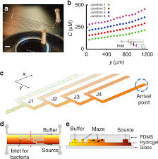 Bacterial Chemotaxis In A Microfluidic