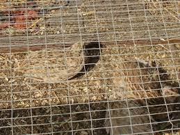 What Bedding Is Best For Quail This
