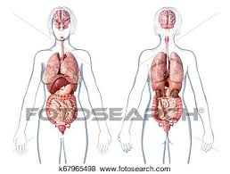 Female body internal organs chart with labels on white background. Woman Anatomy Internal Organs Rear And Front Views Stock Illustration K67965498 Fotosearch