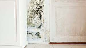 This can promote basement mold and mildew growth. How To Avoid Dangerous Mold Growth In The Laundry Room