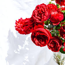 red roses bouquet free stock photo