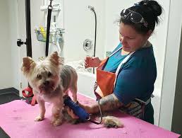 Great sites have pet grooming near me are listed here. East Hartford Pet Grooming Pet Groomers