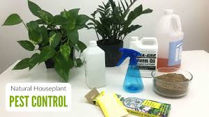 natural pest control for houseplants