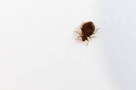 Bed Bugs What They Look Like And How