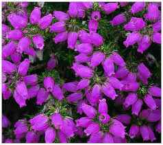 See more ideas about purple, all things purple, purple love. 9cm Pot Heather Erica Cineria Purple Robe Summer Flowering Upright Form Deep Purple Flowers 4 Pack Outdoor Plants Gardening