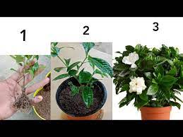 How To Grow Gardenia From Cuttings