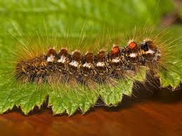 how to treat browntail moth rash