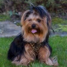You could find a sichon (shih tzu and a bichon frise) or one of the various hybrids between similar breeds such as shih tzu, bichon frise, schnauzers, toy poodles, cocker spaniels. Teddy Bear Dog Rescue Wisconsin The Latest News
