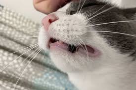3 explanations for black spots on cats gums