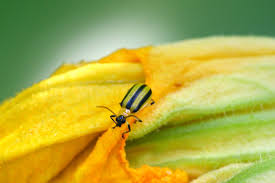 cuber beetles on your plants