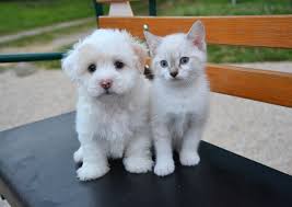 Image result for kitten and puppies friendship