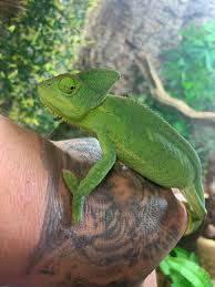 fascinating chameleons lizards that