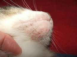 cat acne common skin disease treatment