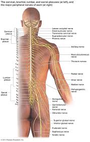 Peripheral Nervous System Components Spinal Nerves 31