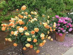 roses california home garden