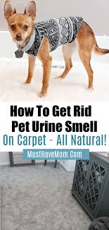 best pet urine remover how to get rid