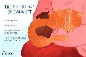 helping cats cope with loss of other pets