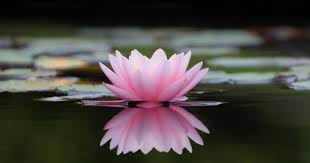 The Meaning Of The Lotus Flower Zensitize