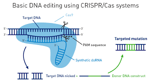 Pros And Cons Of Znfs Talens And Crispr Cas