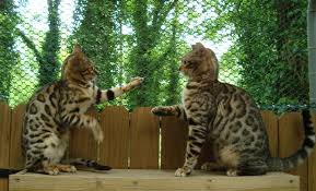 Growing kittens are expensive to feed, and it takes a lot of time to socialize them and clean up after them! Bengal Cat Breeder Brown Bengal Cats Golden Bengal Kittens Snow Bengal Kittens