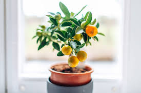 citrus trees indoors