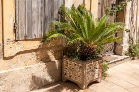 Growing Palm Trees In Pots From