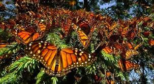 Image result for New Butterfly Lifestyle   