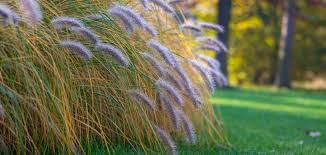 Ornamental Native Grasses For Your